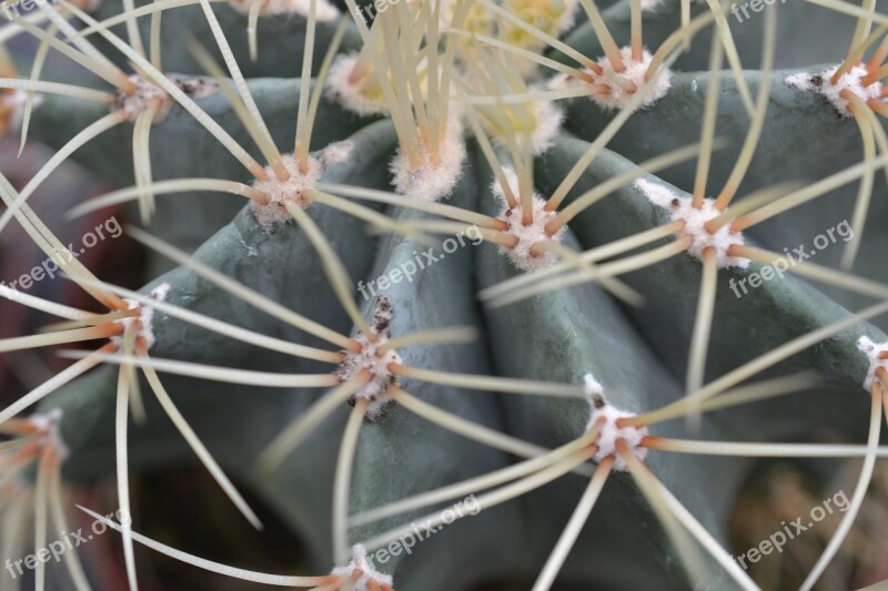 Cactus Green Pointy Plant Free Photos