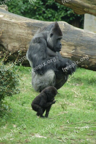 Monkey Gorilla Zoo Animals Fauna