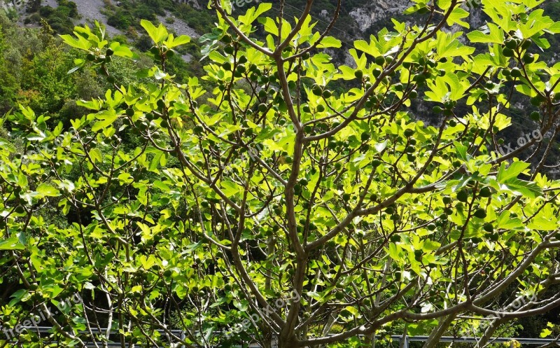 Fig Tree Fig Leaves Fruits Immature Backlighting