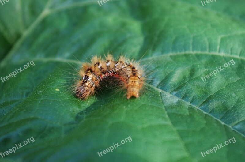 Caterpillar Hairy On A Sheet Free Photos