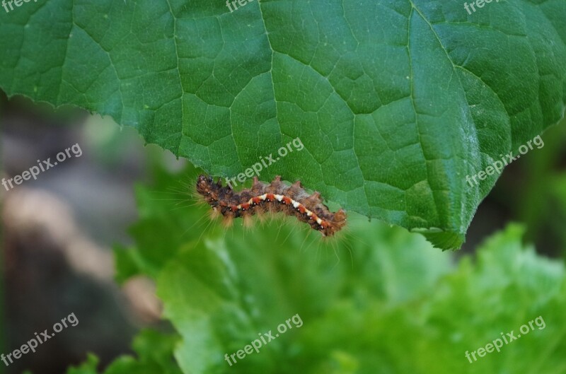 Caterpillar Hairy On A Sheet Free Photos