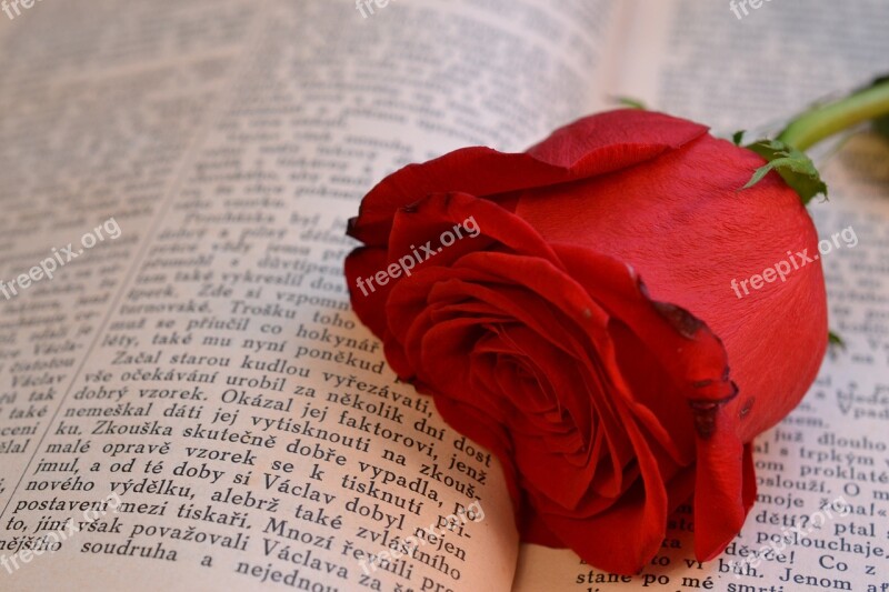 Book Rose Open Book Free Photos