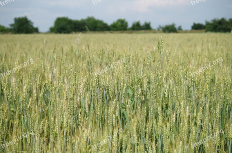 Field Barley Bread One Time The Grain