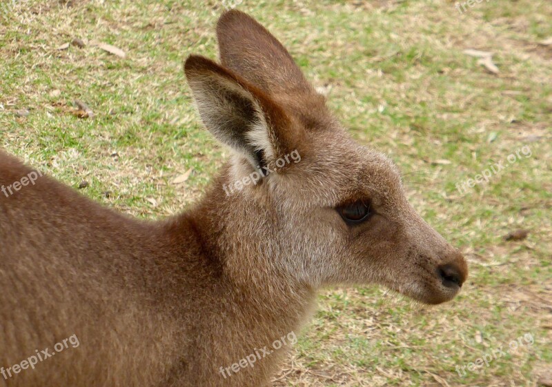 Kangaroo Face Australia Wildlife Native