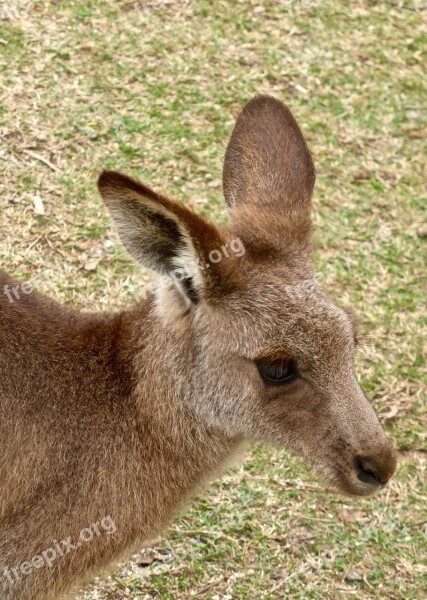 Kangaroo Face Australia Wildlife Native