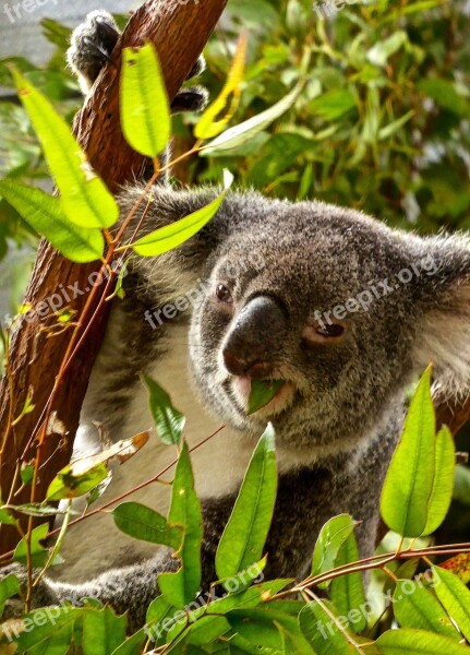 Koala Eating Bear Eucalyptus Australia