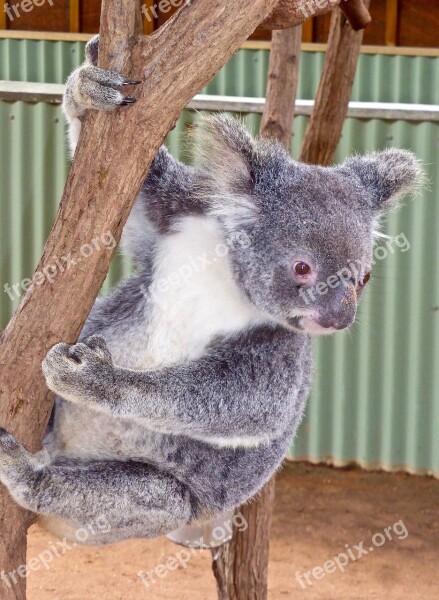 Koala Bear Australian Cute Marsupial