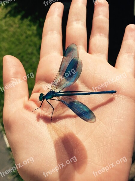 Dragonfly Insect Nature Hand Blue