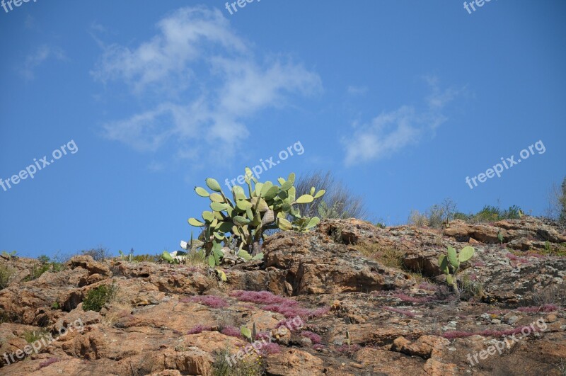 Sardinia Cactus Plant Prickly Green