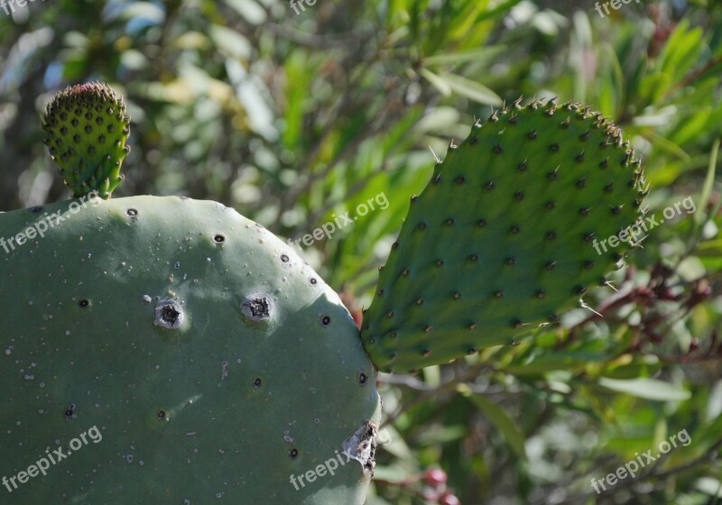 Sardinia Cactus Plant Prickly Green