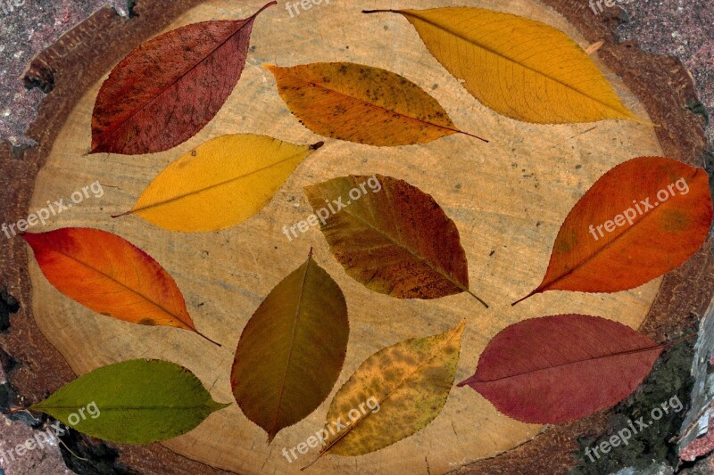 Leaves Tree Leaves Autumn Tree Leaf Fall Leaves