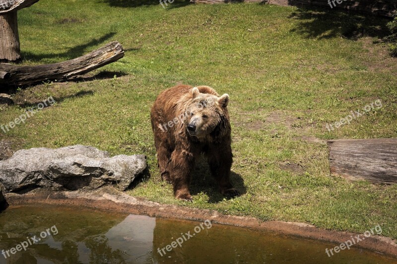 Bear Brown Bear Predator Animal Dangerous