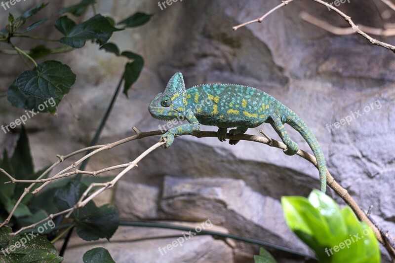 Chameleon Zoo Reptile Close Up Tropical