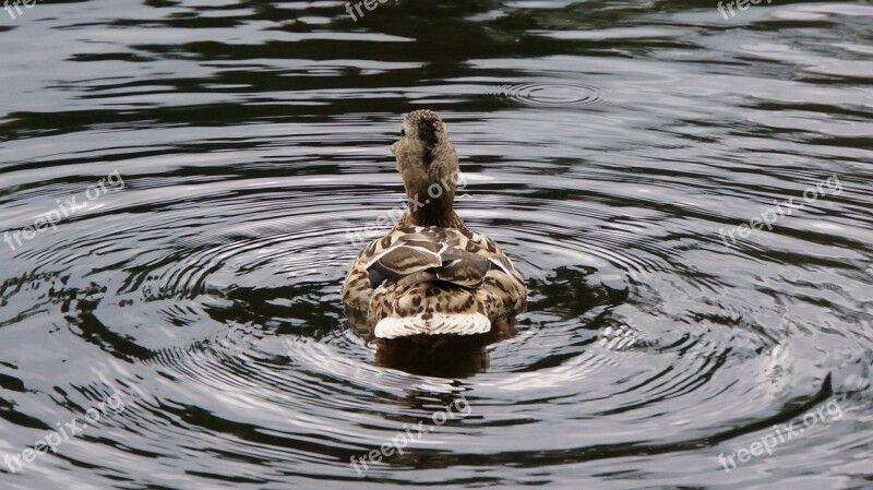 Bird Duck Go Away Swims Away Leave