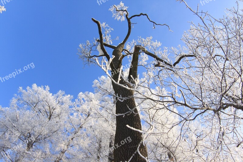 Winter Tree The Palace Ensemble Tsarskoe Selo Snow Frost