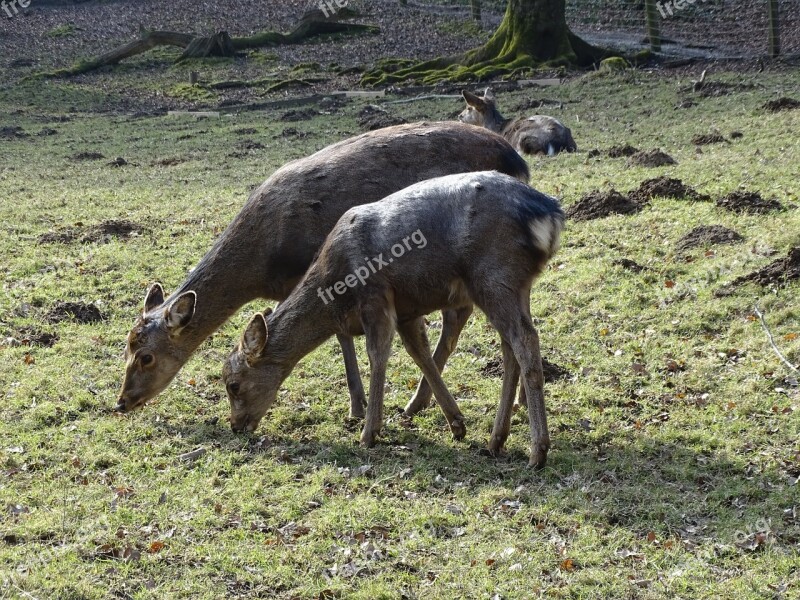 Deer Wildlife Park Free Deer Mammal Young