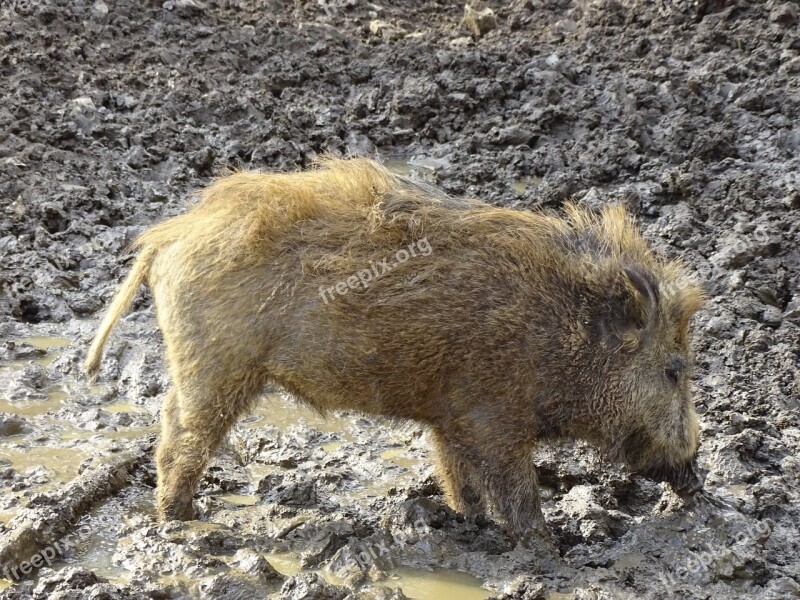 Boar Piglet Young Animal Animal World Wildlife Park