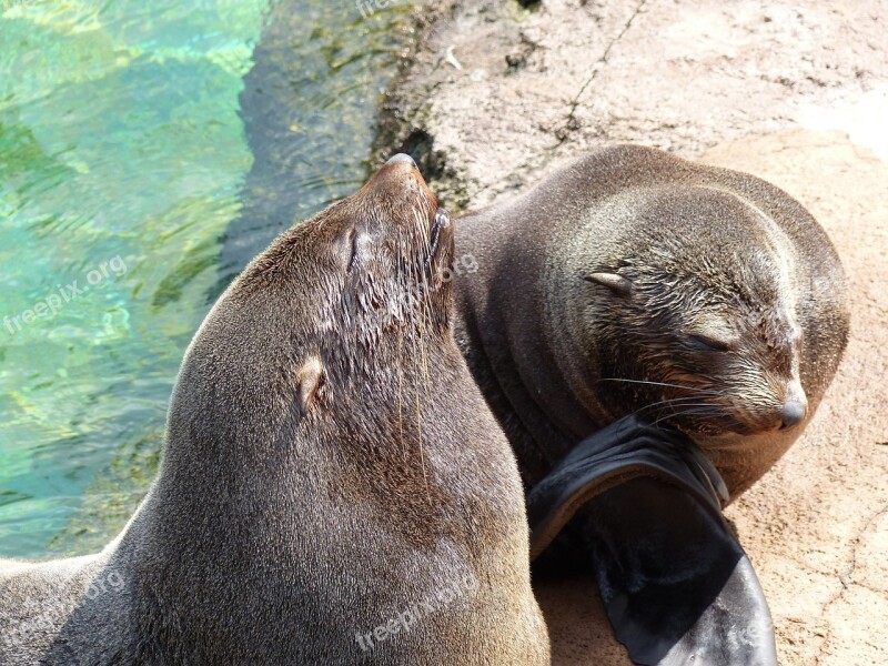 Zoo Sea Lions Animals Marine Mammals Free Photos