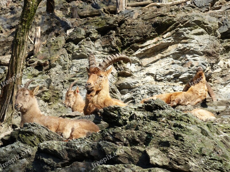 Zoo Animals Capricorn Fauna Stones