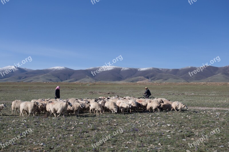 Qinghai Lake Xining Gansu Province Free Photos