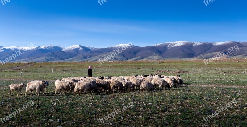 Qinghai Lake Xining Gansu Province Free Photos