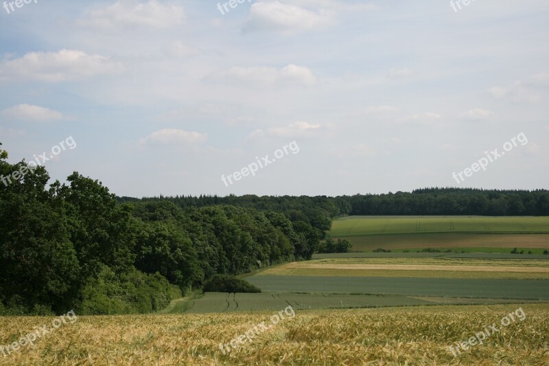 Fields Nature Field Landscape Summer