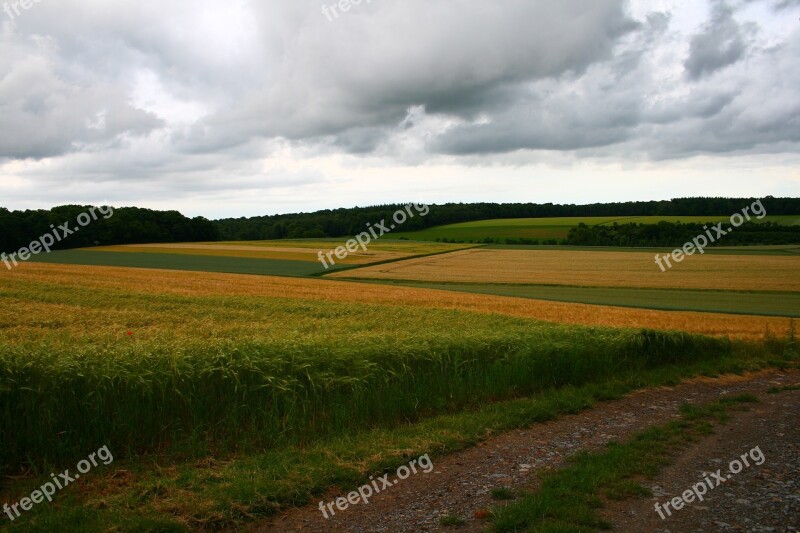 Field Meadow Nature Landscape Grass