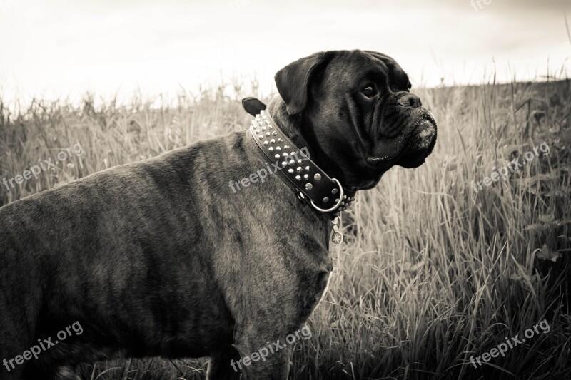 Dog Boxer Animal Black White Pet