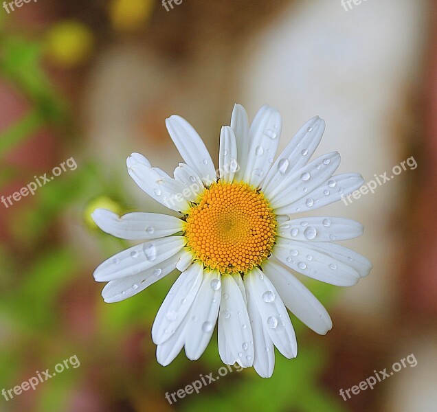 Daisy Macro Raindrops Handsomely Living Nature