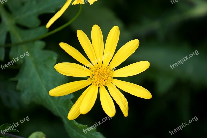 Daisy Flower Flora Flowering Yellow Summer