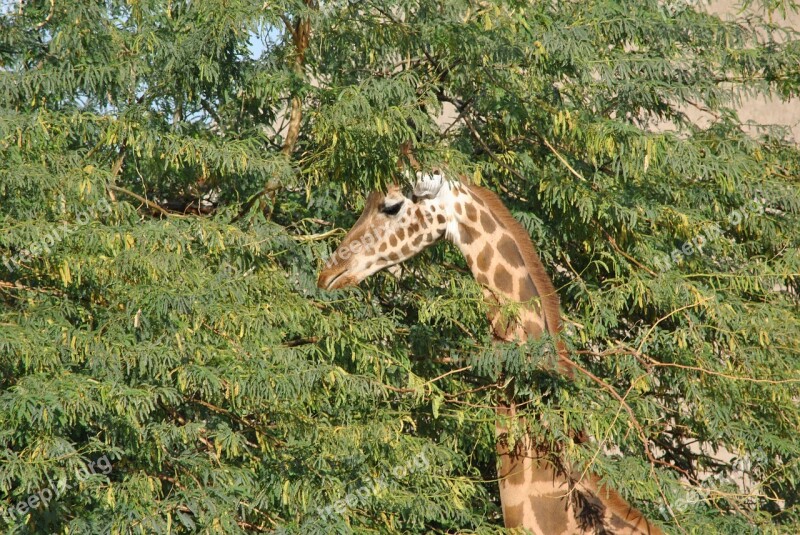 Giraffe Safari Africa South Africa Hair