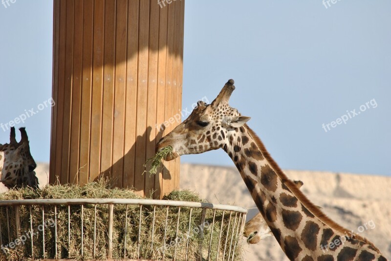 Giraffe Safari Africa South Africa Hair