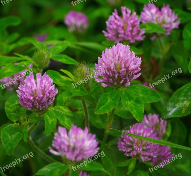 Rengeso Astragalus Lotus Flower Pink Flowers