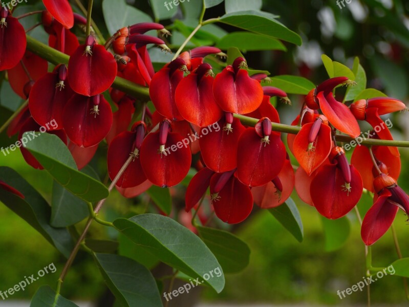 America Hashigo梧 Deigo Flowers Red Arboretum