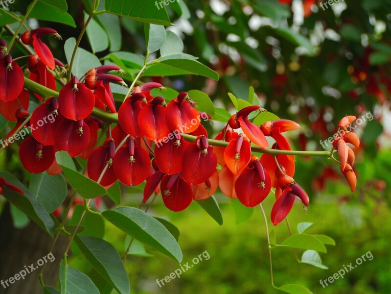 America Hashigo梧 Deigo Flowers Red Arboretum