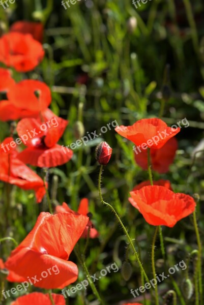 Poppies Capsule Red Meadow Free Photos