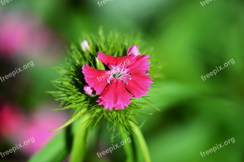 Sweet William Macro Pink Garden Summer