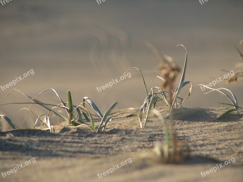 Desert Grass Barron Landscape Nature