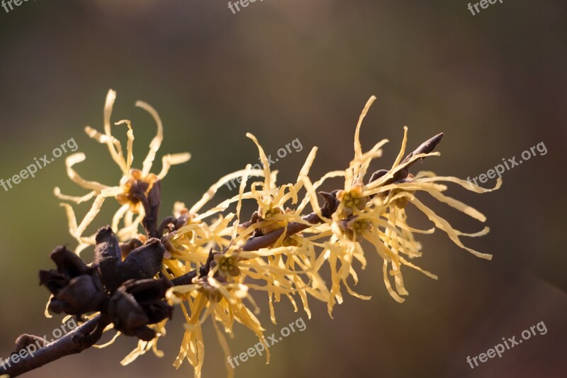 Autumn Yellow Fall Nature Foliage