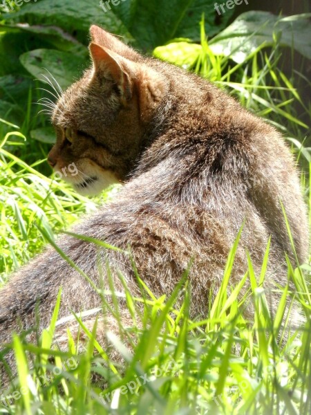 Scottish Wildcat Wildcat Mammal Wild Free Photos