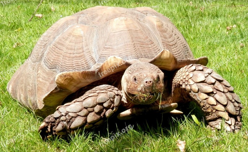 Burmese Tortoise Tortoise Burmese Reptile Shell