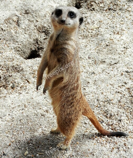 Meerkat Nature Mammal Animal Wildlife