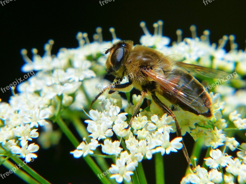 Bee Drone Macro Blossom Bloom