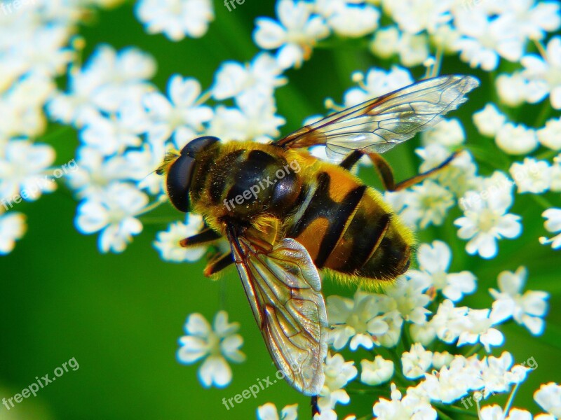 Bee Honey Bee Insect Close Up Yarrow