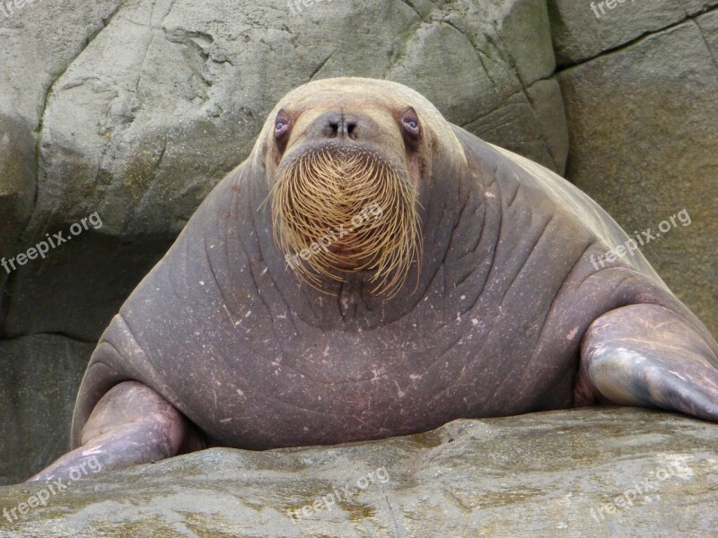 Walrus Bart Zoo Rock Water