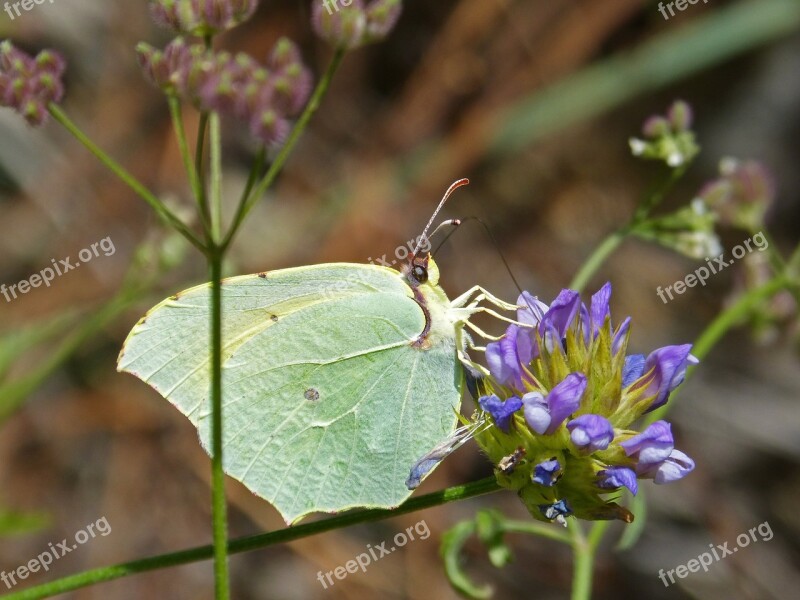 Butterfly Colias Croceus Safranera De L'alfals Yellow Butterfly Detail