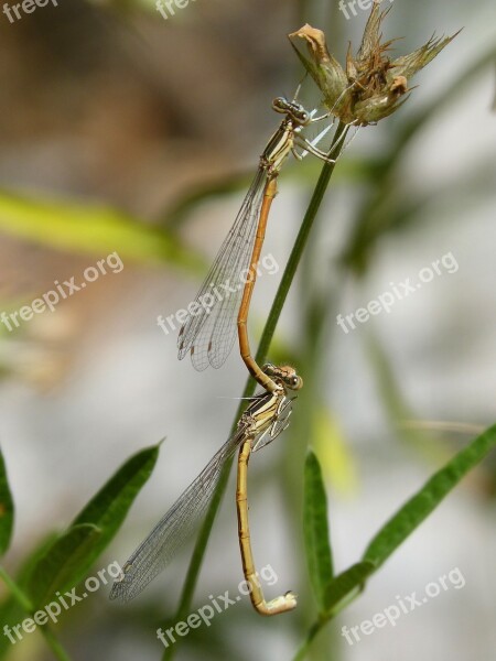 Dragonflies Reproduction Copulation Mating Insects Mating