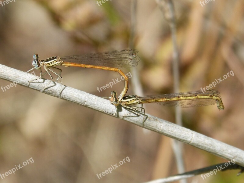 Dragonflies Reproduction Copulation Mating Insects Mating