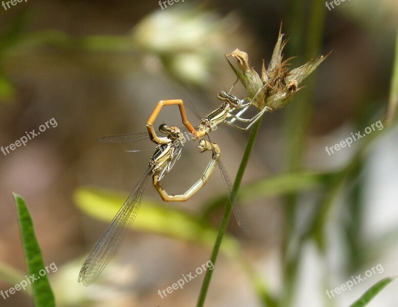 Dragonflies Reproduction Copulation Mating Insects Mating