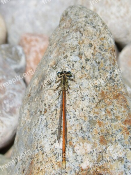 Dragonfly Rock Stones Flying Insect Orange Dragonfly